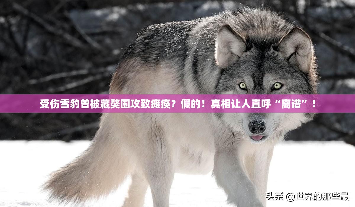 受伤雪豹曾被藏獒围攻致瘫痪？假的！真相让人直呼“离谱”！